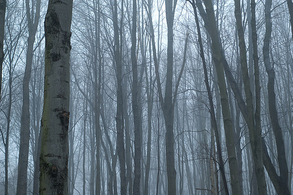Backyard Fog