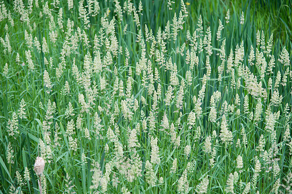 Towpath Peninsula Flowers