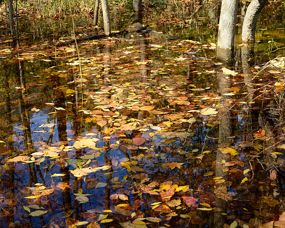 Ledges Leaves