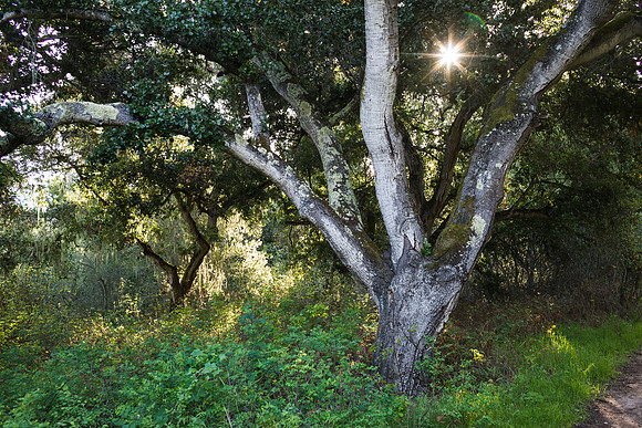 California Hills Special LIght