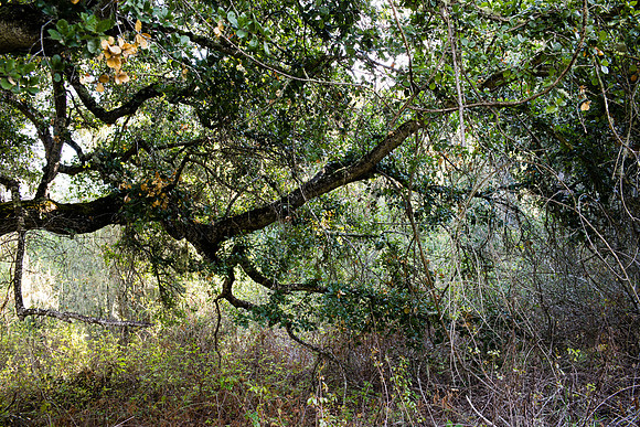 California Hills Tangle