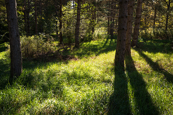 Silver Creek Morning Shadows