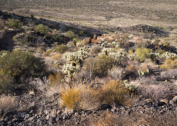 Phoenix Desert Brush
