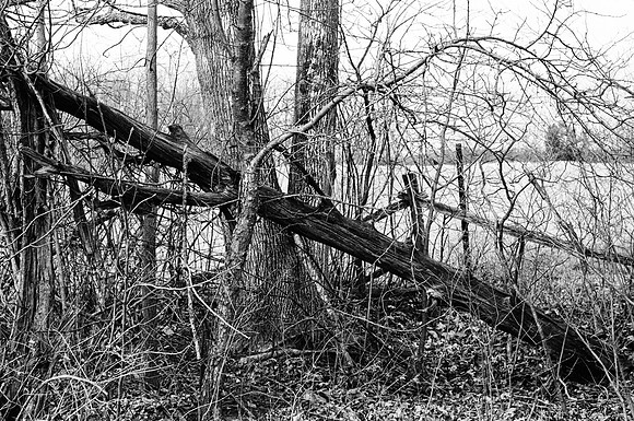 Bath Trail Down Tree
