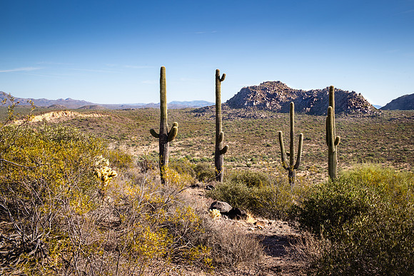 Scottsdale Desert