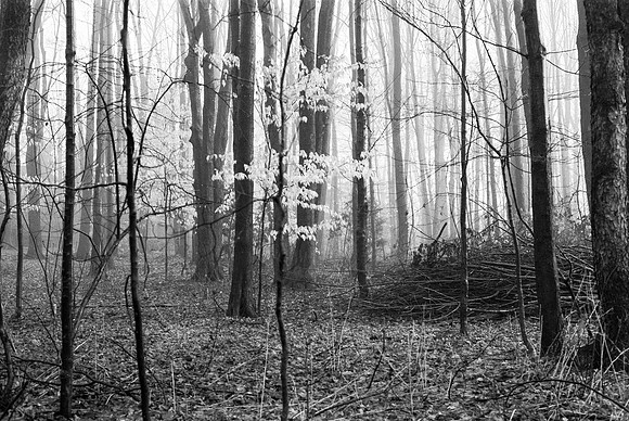 Late Fall Haze