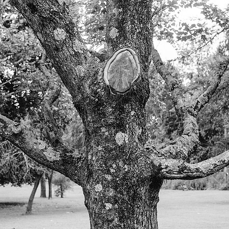 Tree Moss