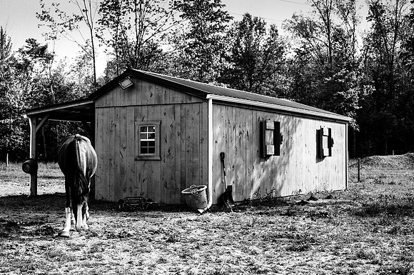 Curious Horses