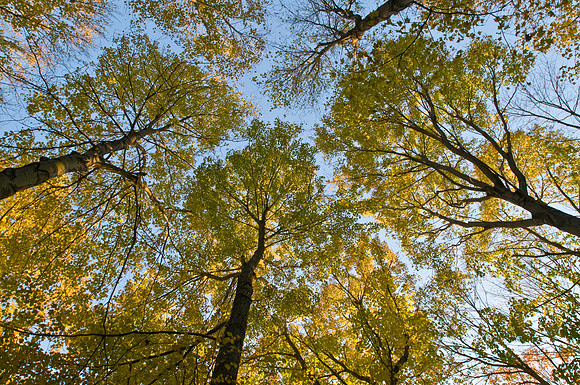 Skyward