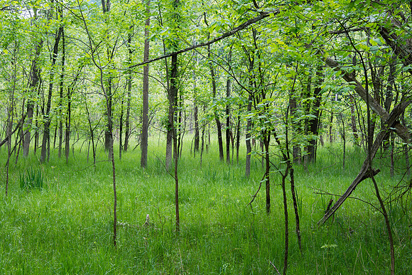 Peninsula Towpath Meadow
