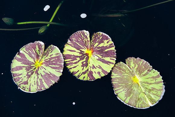 Lilly Pads