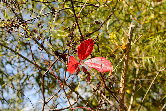 Red Fall