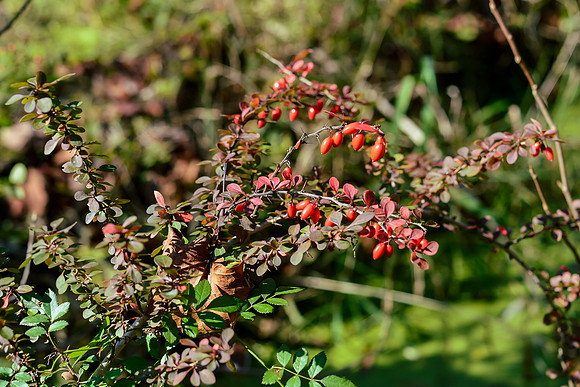 Fall Berries