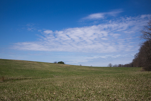 Bath Reserve Meadow