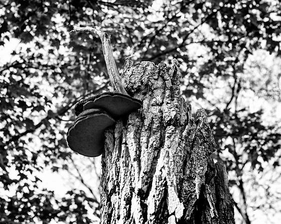 October at Szalays Tree