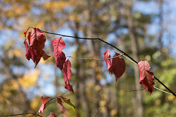 Red Leaves