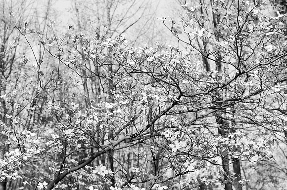 Snow Trees
