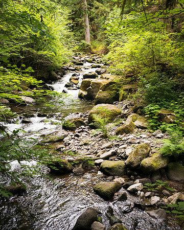 Oregon Gorge Stream