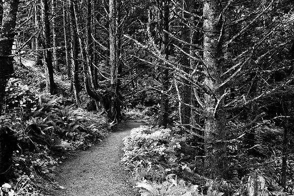 Canon Beach Deep Woods