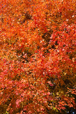 Fall Color Splash