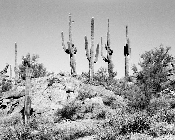 Phoenix Desert