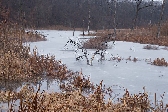Peninsula Marsh-6405