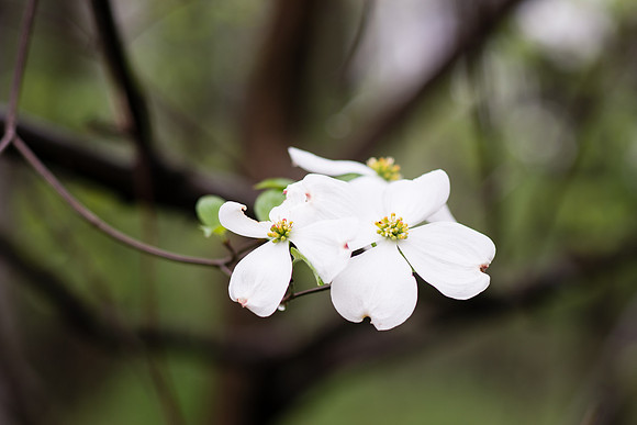 Spring Flowers
