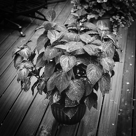 North Shore Backyard Plant