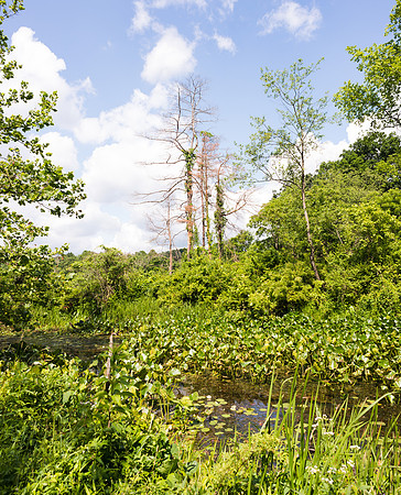 Towpath in Summer