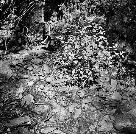 Sand Run Creek Bed
