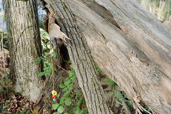 Lost Tree in Fall