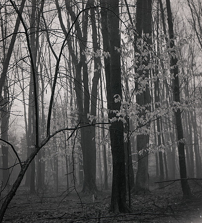 North Shore Backyard Fog