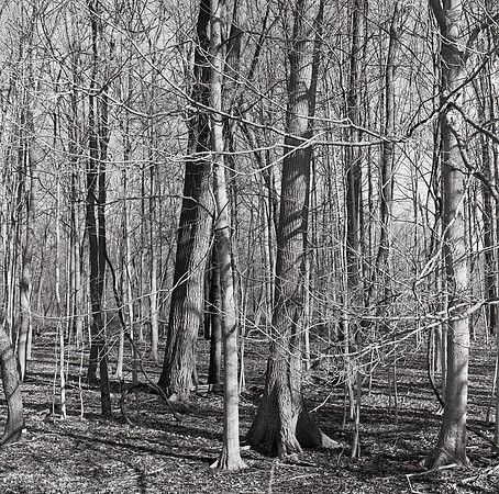 Cuyahoga River Shoreline Woods