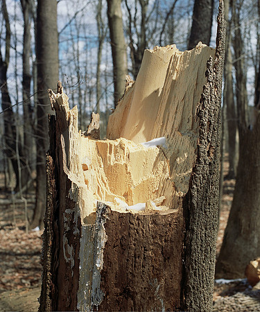 Bath Tree Remnants