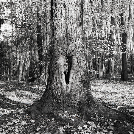 Tree Texture 5