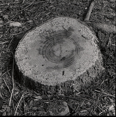 Tree Stump 2