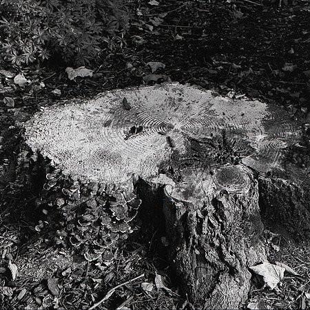 Tree Stump 3