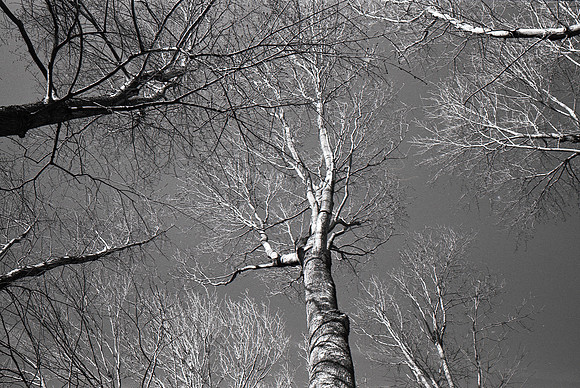 Skyward Gaze