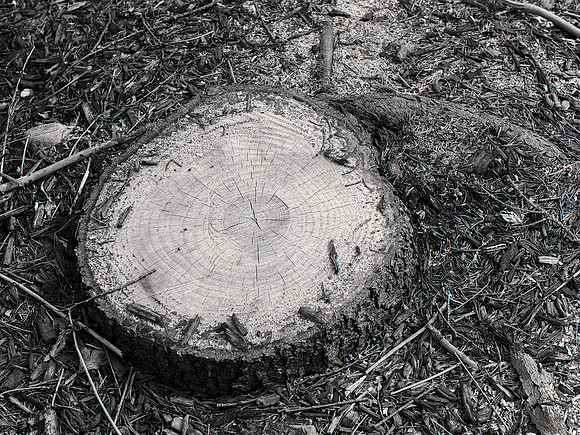 Tree Stump 1