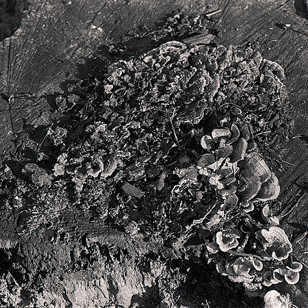 Tree Stump 2