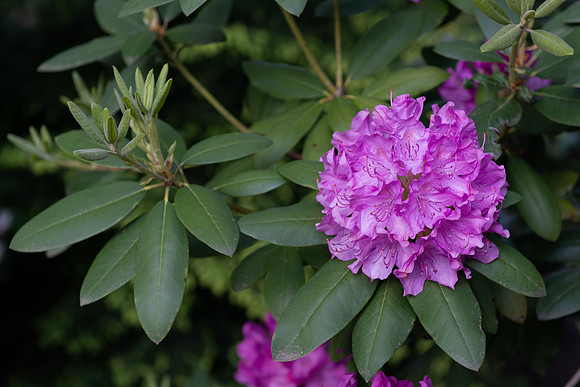 Rhody Bloom