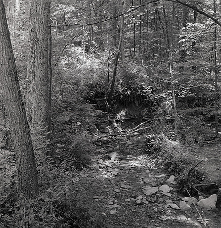 Oak Hill Stream Bed