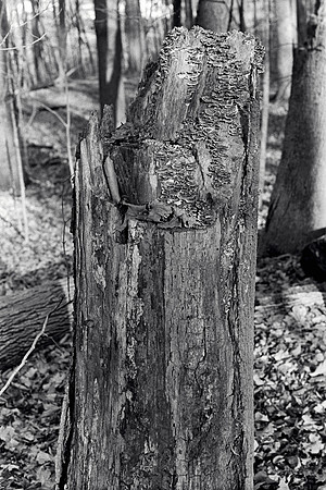 Tree Texture 4