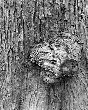 Tree Texture 2