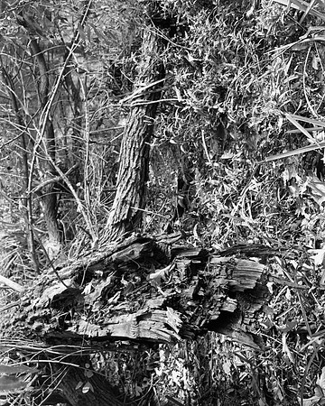Tree Texture 3