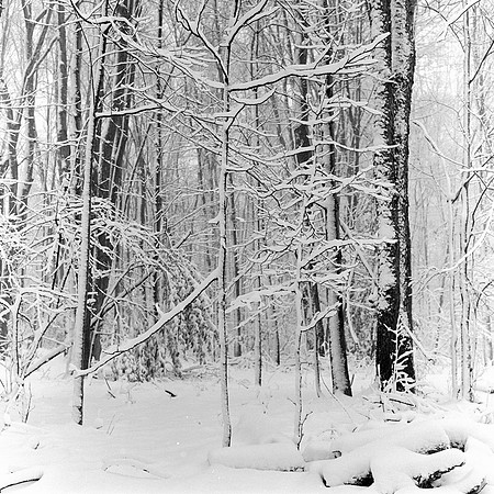 Early Snow Storm Quiet