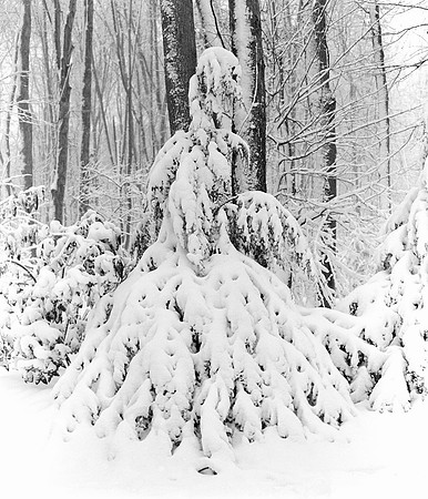 Early Snow Blanket