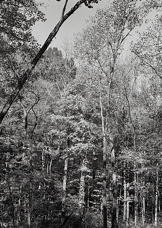 Tree Textures