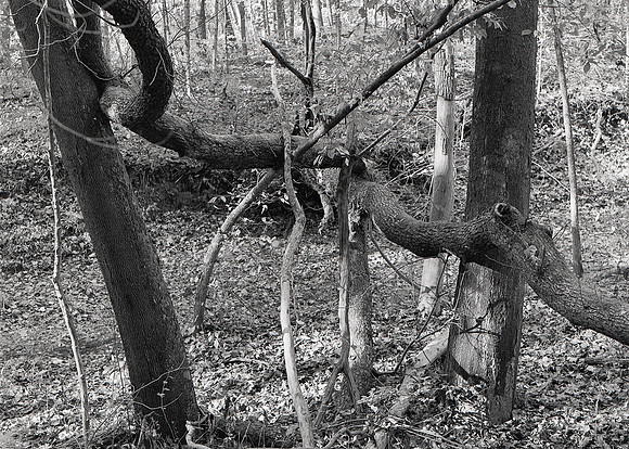 Tree Textures-2