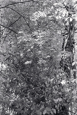 Tree Textures-6